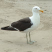 Kelp Gull